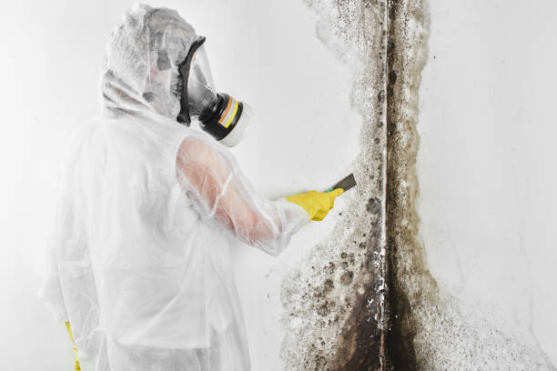 Best Bathroom Mold Remediation in Bridgeport, AL