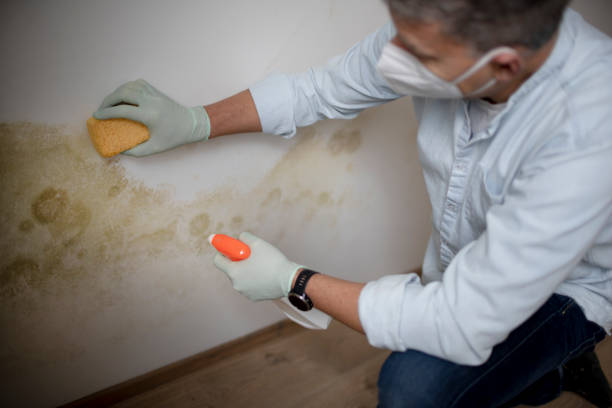 Best Residential Mold Remediation in Bridgeport, AL