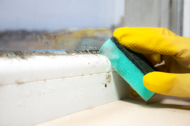 Best Industrial Mold Remediation in Bridgeport, AL
