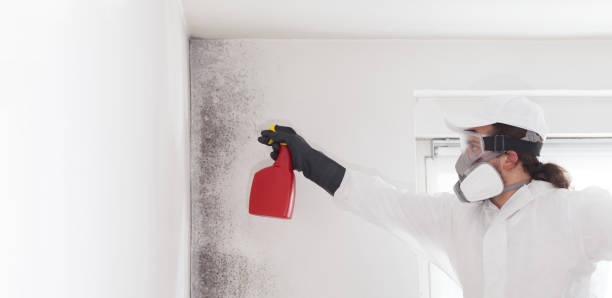 Best Basement Mold Remediation in Bridgeport, AL