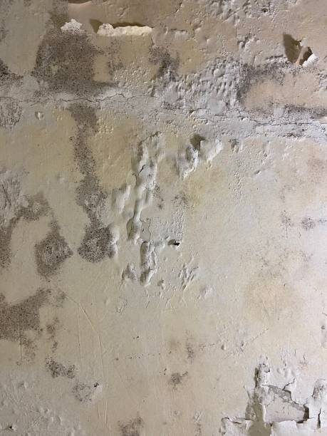 Best Preventive Mold Services in Bridgeport, AL