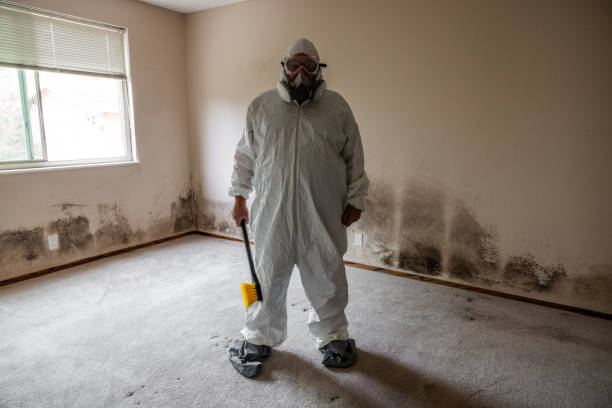Best DIY Mold Remediation Support Services in Bridgeport, AL